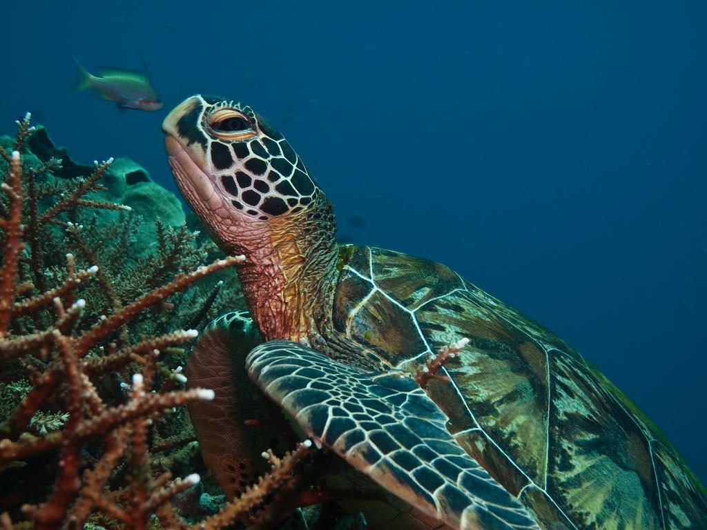 Scandi Divers Puerto Galera Exteriér fotografie